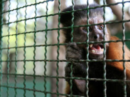 Animais silvestres e a “febre do ouro” nas redes sociais