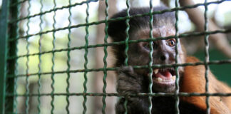 Animais silvestres e a “febre do ouro” nas redes sociais
