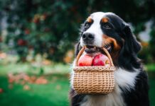 Diga adeus à ração! Como a alimentação natural pode melhorar a saúde do seu pet?