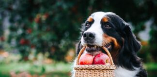 Diga adeus à ração! Como a alimentação natural pode melhorar a saúde do seu pet?