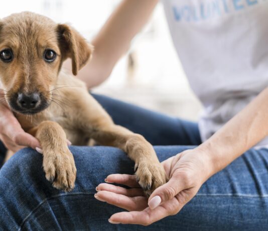 Amazonas cria nova lei estadual sobre direitos para animais