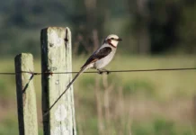 Tesoura-do-brejo: a sentinela pela conservação das áreas úmidas
