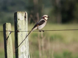 Tesoura-do-brejo: a sentinela pela conservação das áreas úmidas