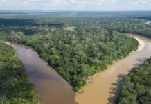 “Mosaico de conservação” protege 400 mil hectares da floresta amazônica