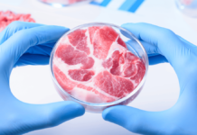 Como carnes artificiais são feitas a partir de animais vivos?