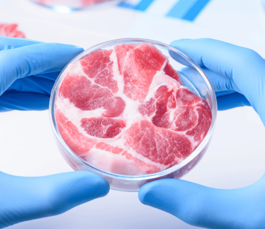 Como carnes artificiais são feitas a partir de animais vivos?