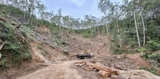 Especialista alerta para grave risco após desmatamento em Mury, Nova Friburgo