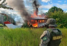 Retorno da fiscalização ajuda a entender redução do desmatamento na Amazônia