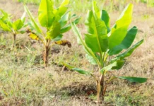 Melhores plantas para recuperar solo degradado