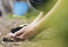 Cerca de 100 mil mudas de árvores serão plantadas para compensar CO² emitido durante o Carnaval na Bahia
