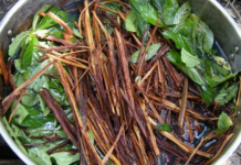 Estudos buscam compreender de forma segura os potenciais terapêuticos da ayahuasca