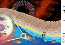 Pesquisa mostra efeito letal de pesticidas sobre o sistema respiratório de tilápias