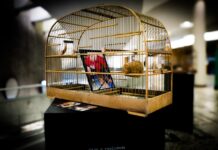 Exposição expõe impactos das redes sociais no tráfico de animais