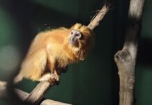 Ibama combate o tráfico internacional de animais silvestres em parceria com instituições nacionais e estrangeiras