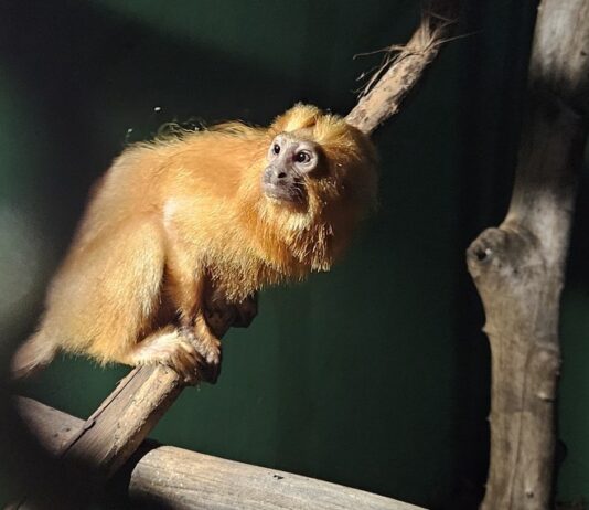 Ibama combate o tráfico internacional de animais silvestres em parceria com instituições nacionais e estrangeiras