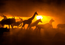 Podemos estar vivendo a sexta onda de extinção em massa