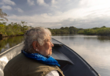 Yara Schaeffer-Novelli, a grande mãe dos manguezais brasileiros