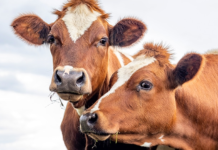 Senciência: animais não humanos têm sentimentos?