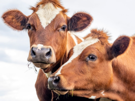 Senciência: animais não humanos têm sentimentos?