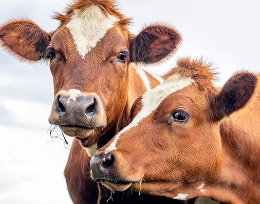 Senciência: animais não humanos têm sentimentos?