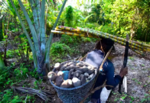 Ecologia: A Amazônia não é uma floresta virgem, mas um grande jardim plantado culturalmente pelos Povos Indígenas