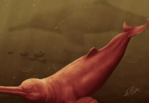 Crânio de boto gigante de 16 milhões de anos é descoberto na Amazônia