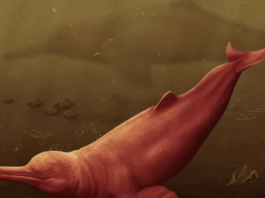 Crânio de boto gigante de 16 milhões de anos é descoberto na Amazônia