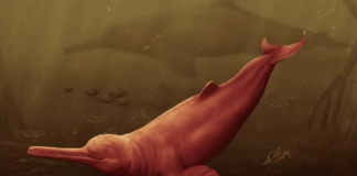 Crânio de boto gigante de 16 milhões de anos é descoberto na Amazônia