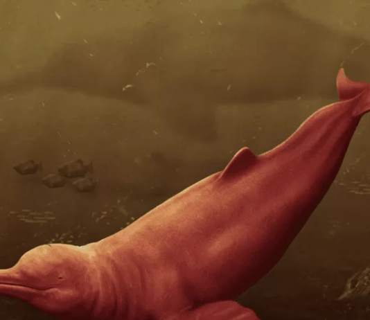 Crânio de boto gigante de 16 milhões de anos é descoberto na Amazônia