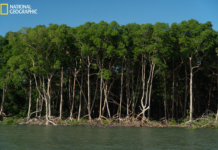 Manguezais do Brasil oferecem alto potencial de mitigação de emissões de gases estufa na zona costeira