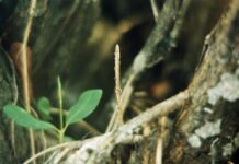 Mangue e humanos: ribeirão de Buena (SFI)