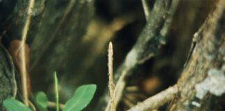 Mangue e humanos: ribeirão de Buena (SFI)