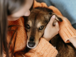 Despesas crescem e ONGs de proteção animal pedem conscientização da comunidade