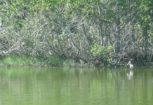 Manguezais do Estado do Rio de Janeiro