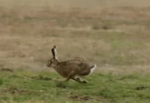 Lebrão invade o Brasil no rastro do desmatamento