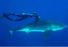 As ciências oceânicas precisam reconhecer mais mulheres