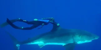 As ciências oceânicas precisam reconhecer mais mulheres