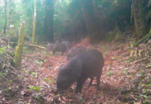 Armadilhas fotográficas registram espécies ameaçadas de extinção no Parque Estadual dos Três Picos
