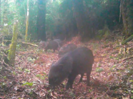 Armadilhas fotográficas registram espécies ameaçadas de extinção no Parque Estadual dos Três Picos