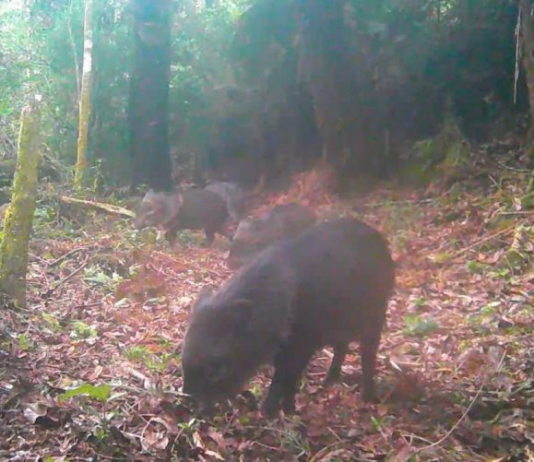 Armadilhas fotográficas registram espécies ameaçadas de extinção no Parque Estadual dos Três Picos