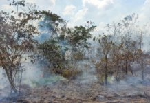 Incêndios em áreas de florestas maduras cresceram 152% na Amazônia em 2023, aponta estudo