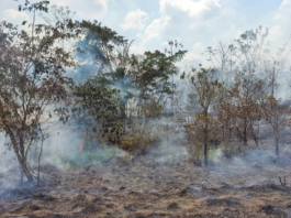Incêndios em áreas de florestas maduras cresceram 152% na Amazônia em 2023, aponta estudo