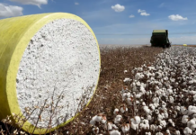 Relatório liga crimes no Cerrado a gigantes da moda europeus