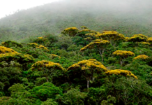 Em quatro meses, Minas já cumpriu mais de 10% de meta para reflorestamento da Mata Atlântica