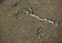 Investigação aponta: agro destruidor é financiado pelo crédito rural na Amazônia