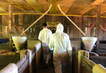 Certificação de carne suína não informa melhores produtores em critérios ambientais e de bem-estar animal