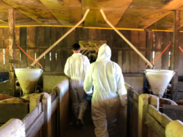 Certificação de carne suína não informa melhores produtores em critérios ambientais e de bem-estar animal