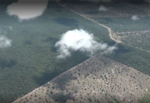 Megafazendeiro gasta R$ 25 milhões para destruir 80 mil hectares no Pantanal de MT