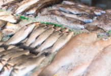 Para evitar exposição ao mercúrio, estudo sugere restrições no consumo de peixes como corvina e pescada amarela