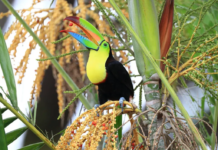 Recuperação natural de florestas tropicais só é possível com a ajuda de pássaros frugívoros, diz estudo